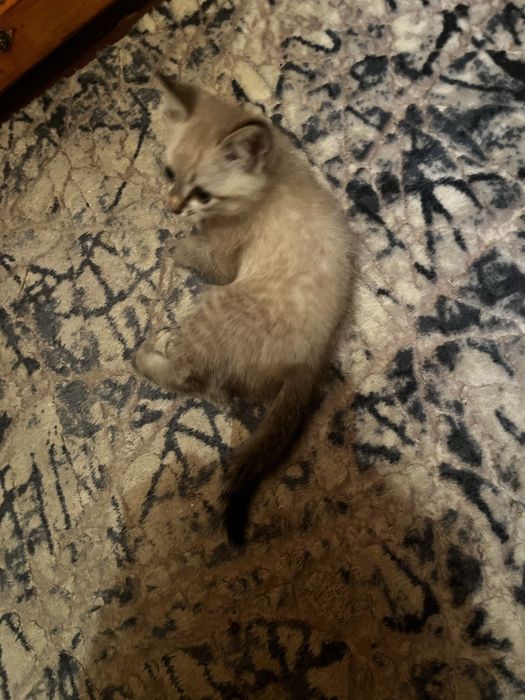 Отдам котенка в хорошие руки
