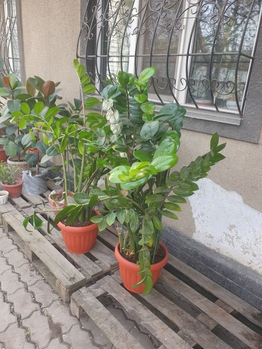 Продам каучуконосный фикус.