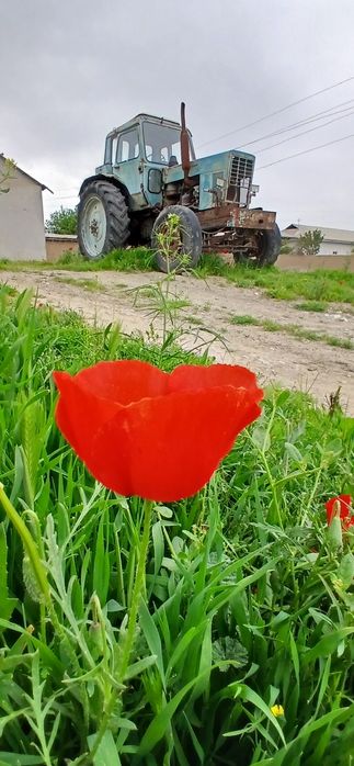 MTZ 80 ishlabturgan texnika