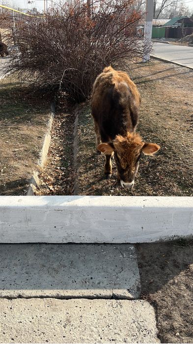 3 Бұзау сатылады