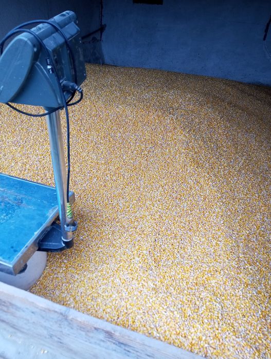 Porumb boabe de vînzare