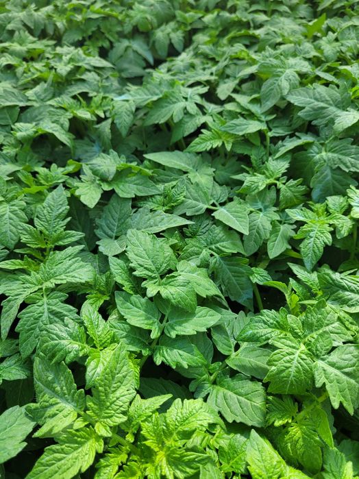 Rasad de vanzare  Rosii  Ardei  Telina. Castraveti