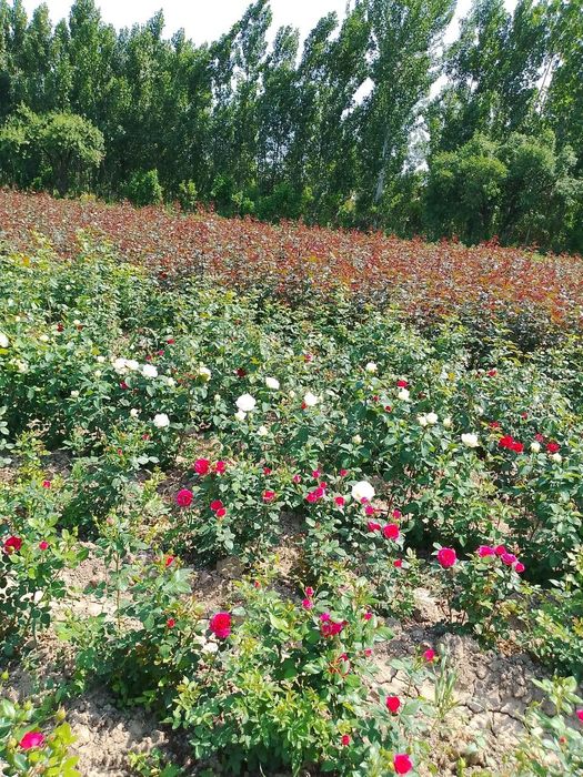 Atirgul kochatlari mavjud