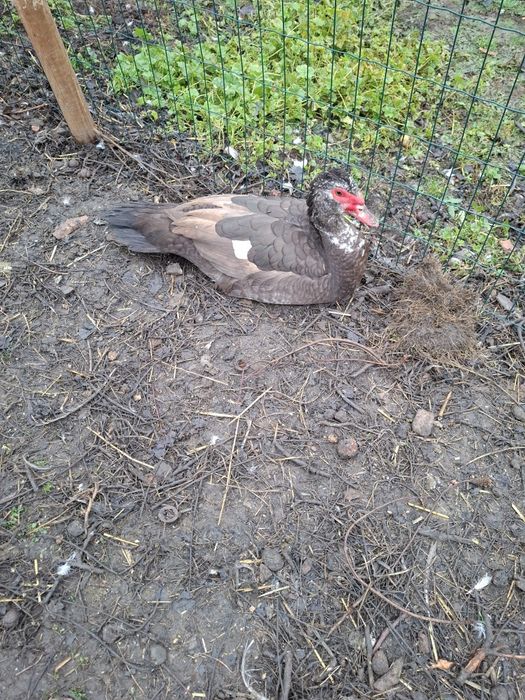 Rățoi Mut din 2025