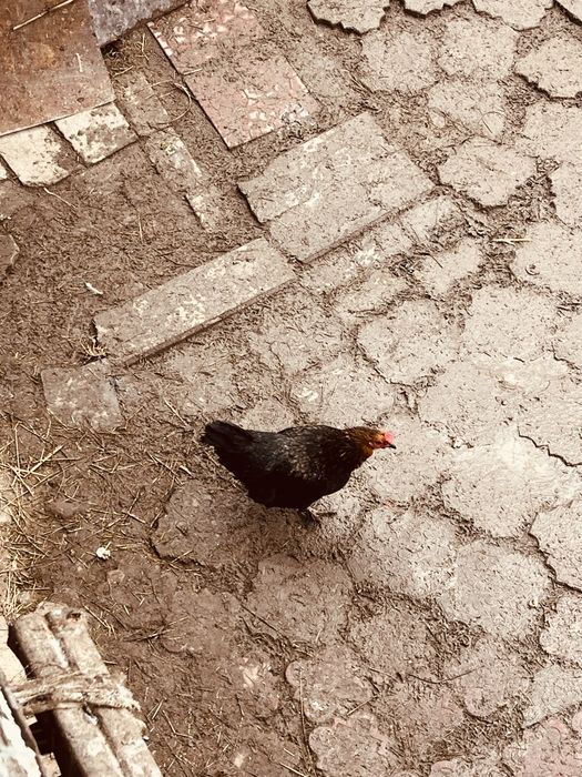 куры домашние несушки