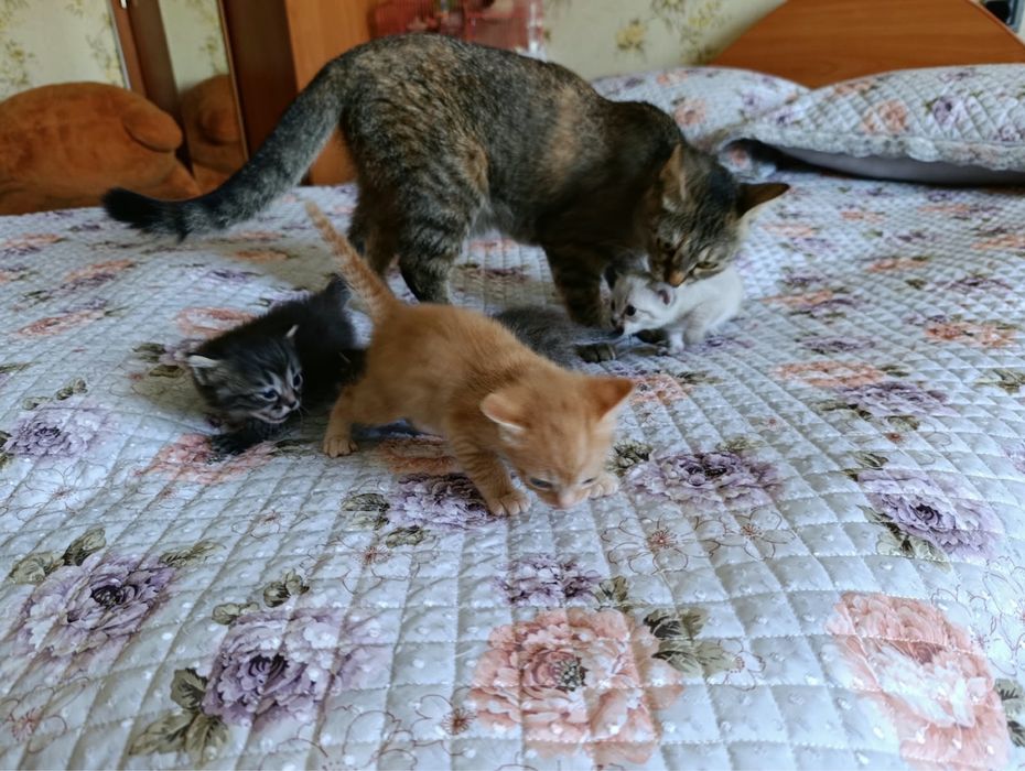 Отдам котят в хорошие руки