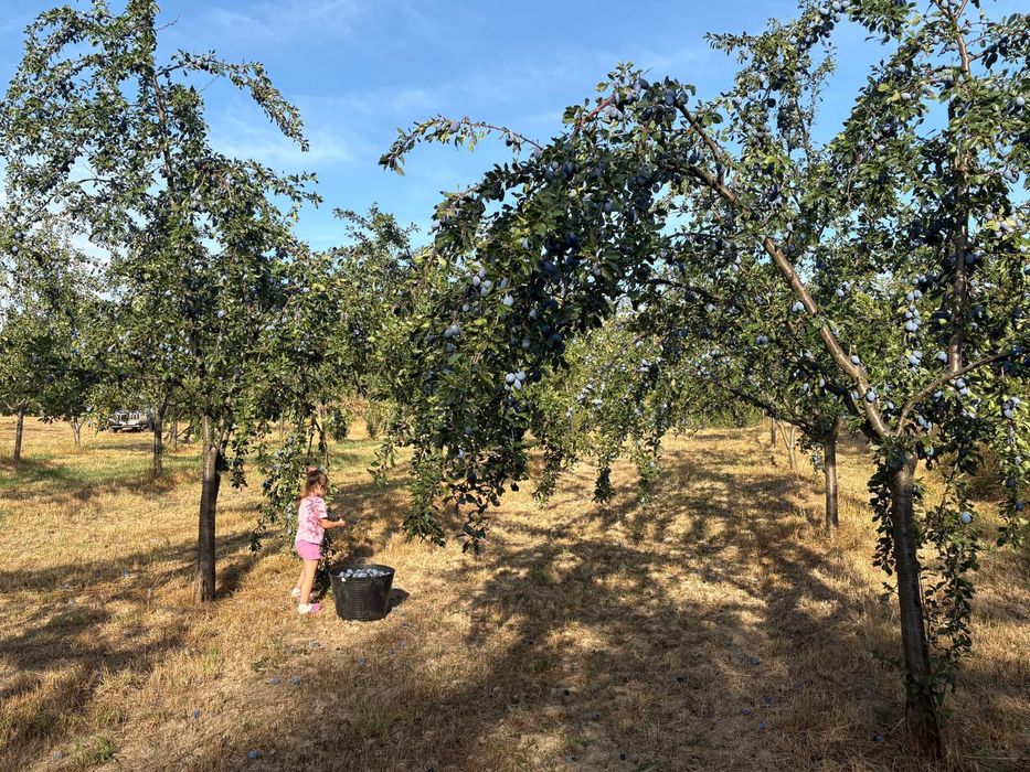 Prune de vanzare,nestropite de loc-proaspete și naturale