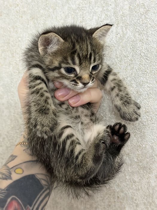 Котята ищут семью