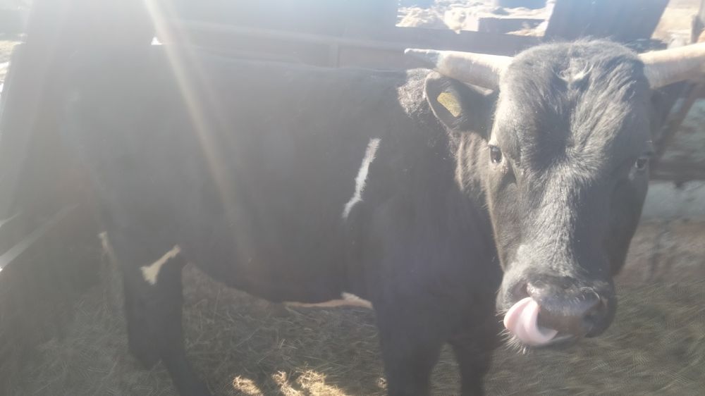 Продам хорошего бычка