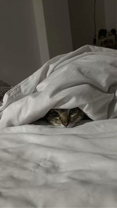 кошка 1,5 месяца