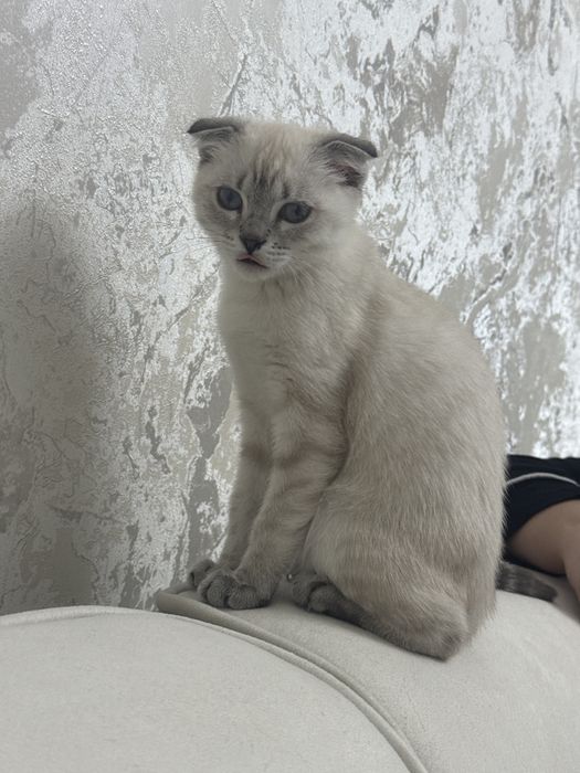 Кошечка шиншила