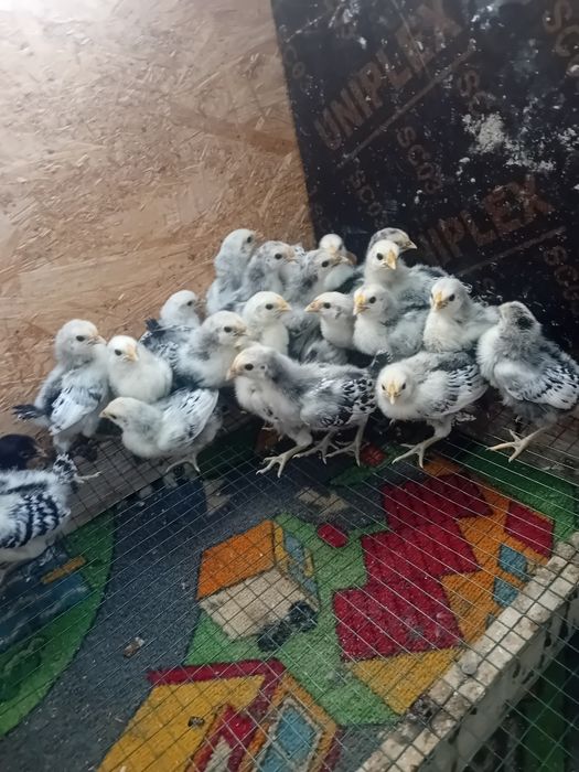 Pui de gaina Hamburg