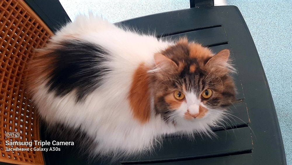 Прекрасната Писана търси дом, кастрирана