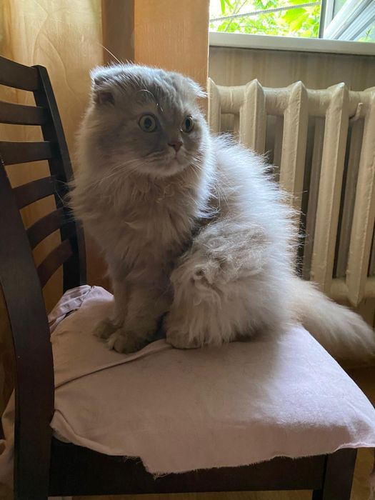 Отдам кота в добрые руки