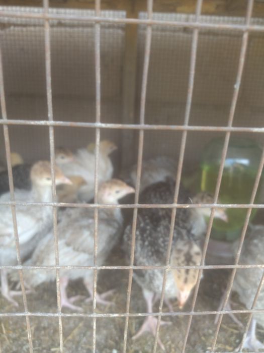 Индюшата индюшата