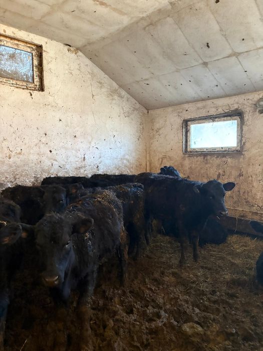 Vând 12 juninci metis de angus