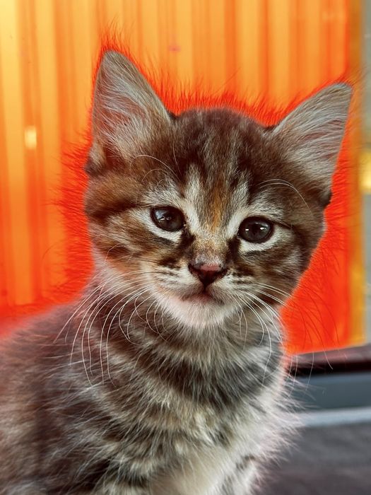 Отдам шустрого котёнка