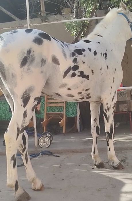 От Акили ГУЗАЛ тулпор сурочни