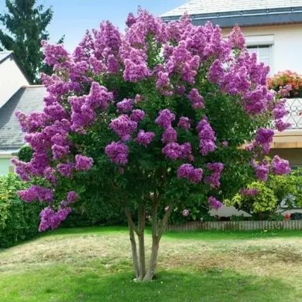 Liliac Indian (Flori Mov )