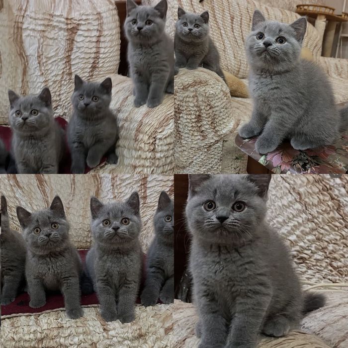 Голубые британские котята!