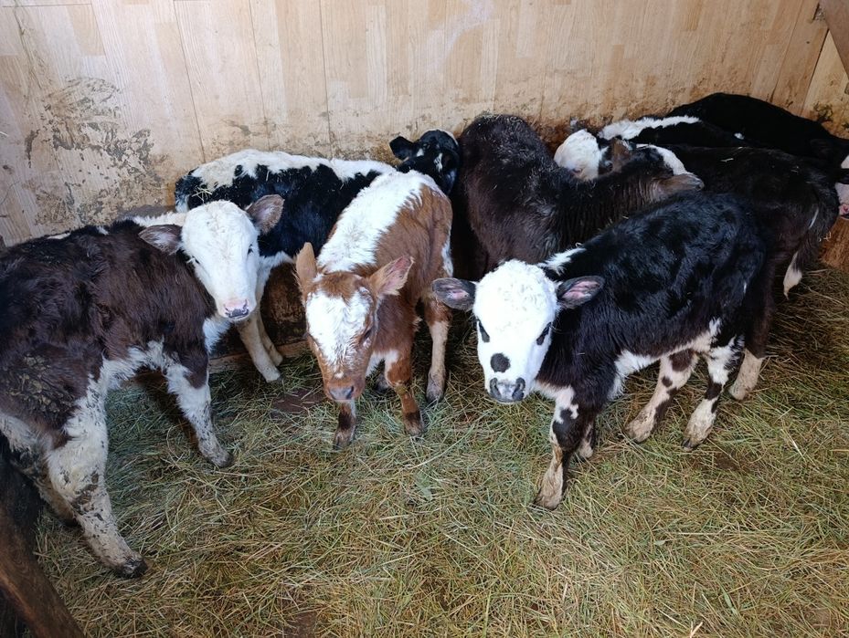 Телята тёлочки от высокодойных коров