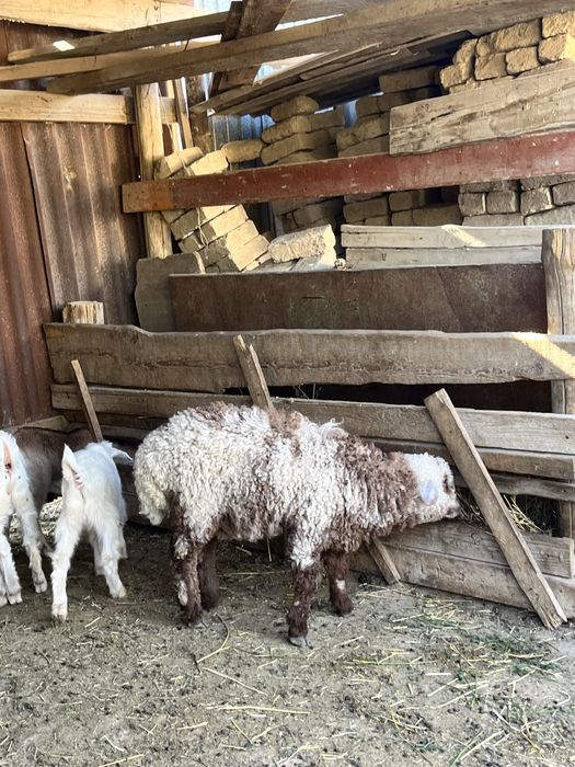 Қозылар сатылады