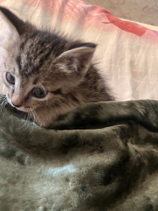 котерок мальчик