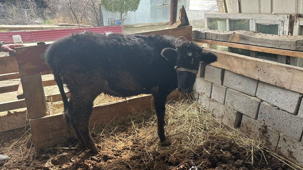 Бұқалар и тана сатылады