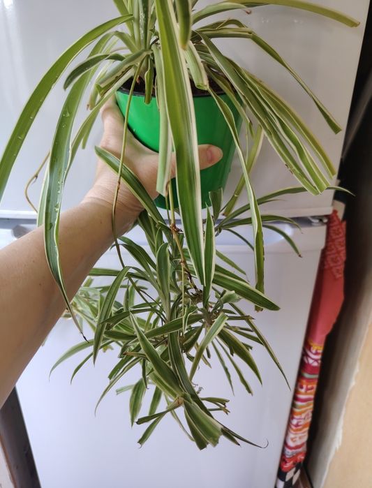 Хлорофитум цветок