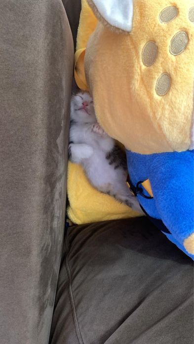 Отдам котенка в добрые руки