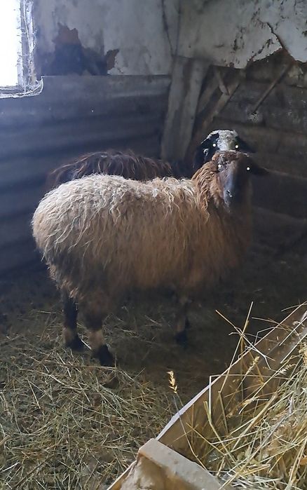 Продам 2 Овец на мясо