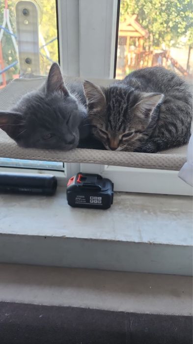 Котята 2 месяца малышам