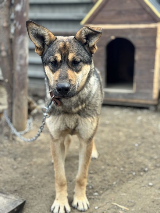 Собка-девочка Альфа ищет семью.