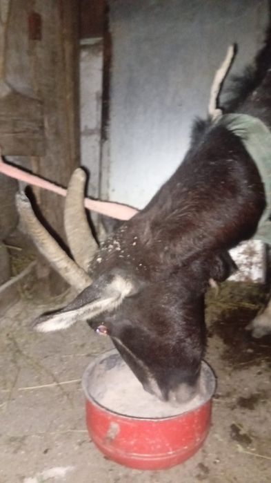 Ешкы. Коза.  4 жаста.  Альпи ешкысы