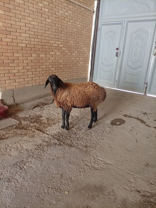 Сурхон бугу́з казоки ку́й сотилади