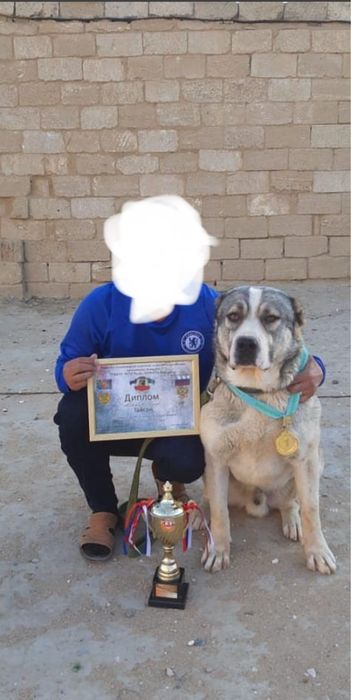 Алабай күшіктер сатылады