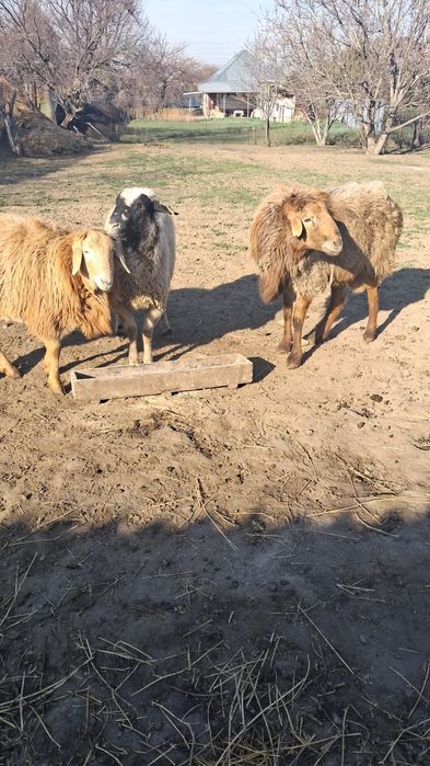 Продам кошкаров породистые