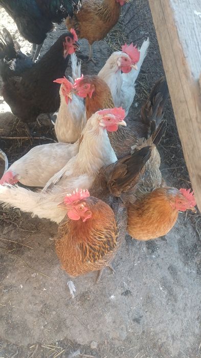 Продам кур кученские,австролорп молодые