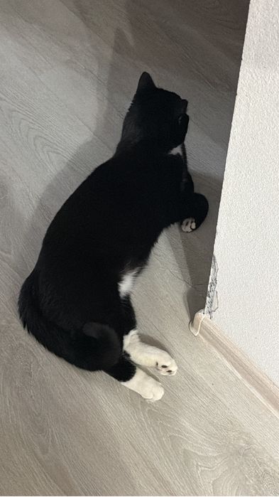Отдам кота в добрые руки