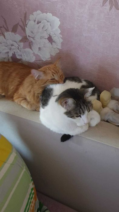 Отдам кота в хорошие руки