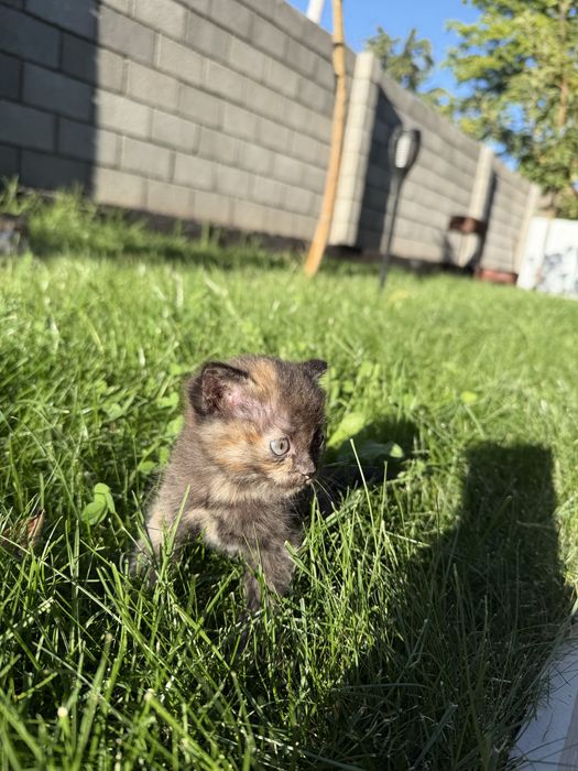 Отдам котенка в хорошие руки