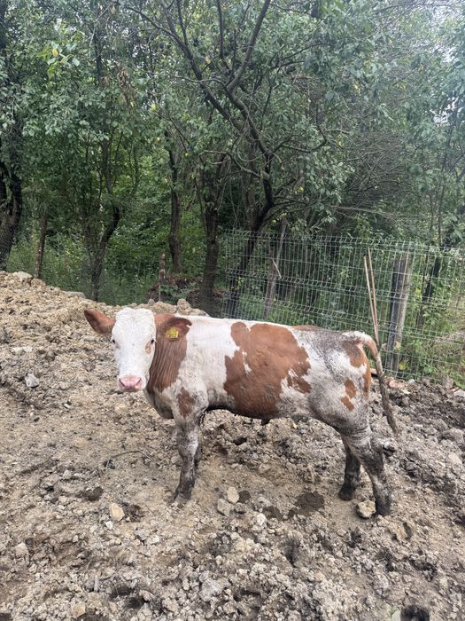 Vand 2 taurasi baltati