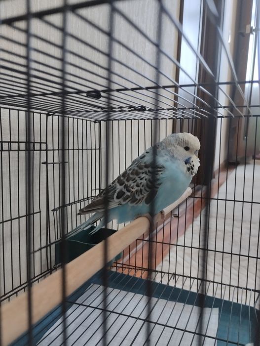 Попугаи Андука самец