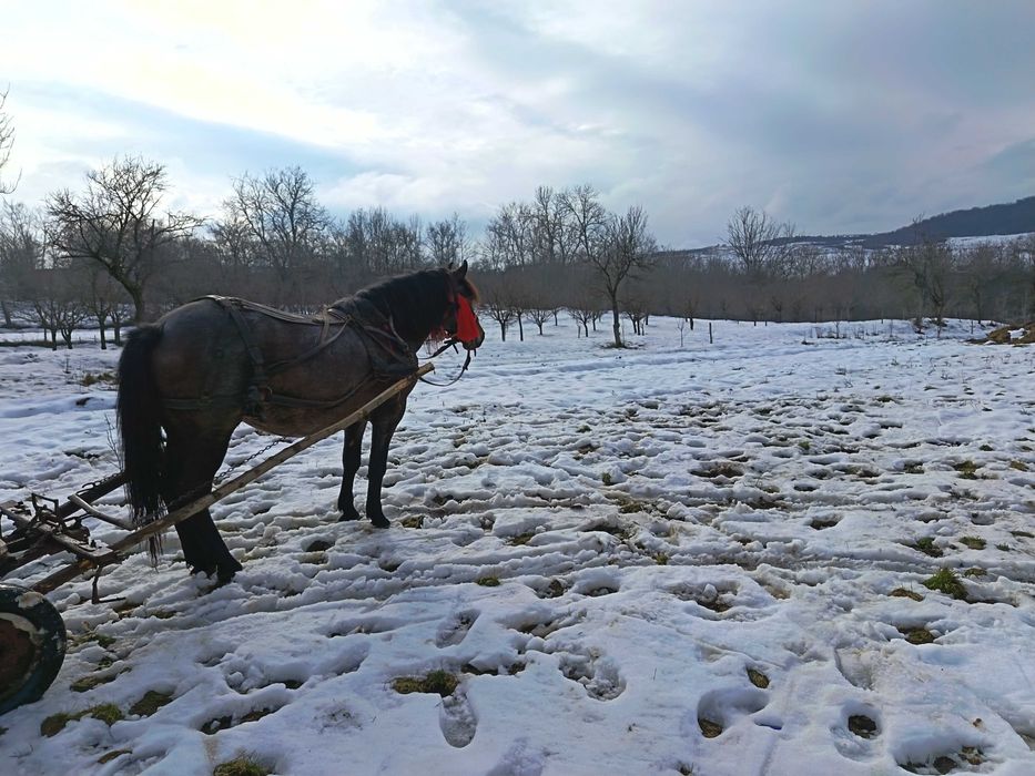 Vând iapă gestantă