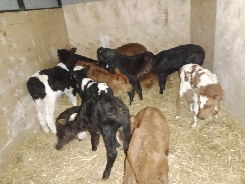 Продам телочки и бычков