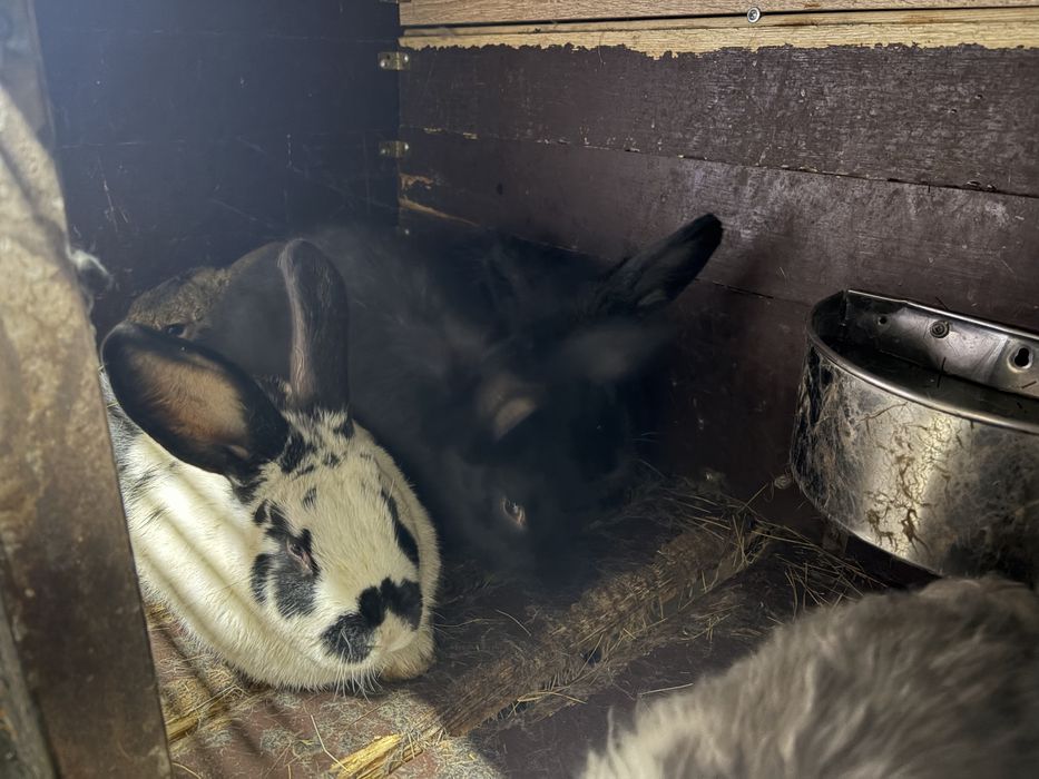 Домашние кролики