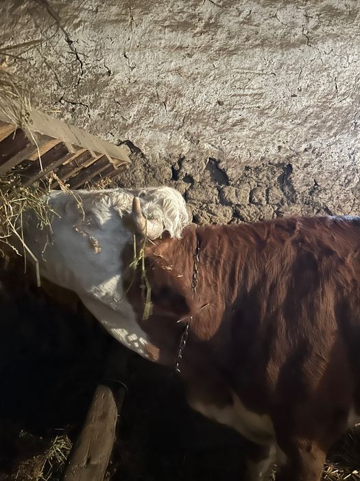 Vaca gestantă de vanzare