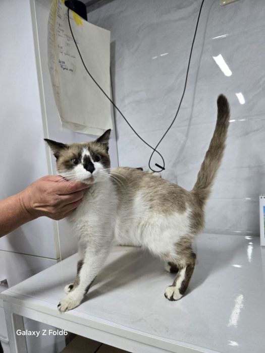 Ищем дом и семью котику!