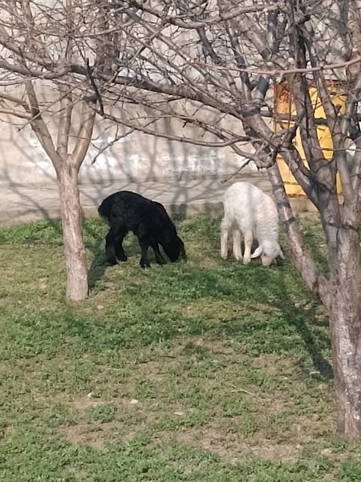 Козылы кой 2.)( 1 кошкар