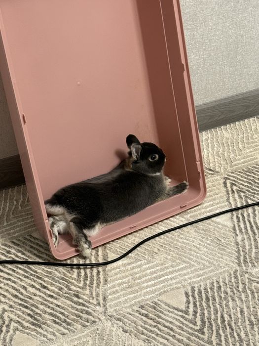 Нидерландский декоротивный кролик